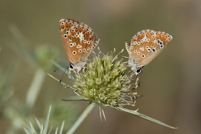 MOORS BRUIN BLAUWTJE - Aricia cramera - SOUTHERN BROWN ARGUS