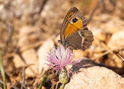 SPAANS ORANJE ZANDOOGJE - Pyronia bathseba - SPANISH GATEKEEPER
