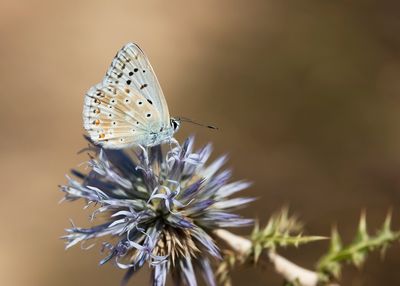 KWARTSBLAUWTJE - Lysandra albicans - SPANISH CHALK-HILL BLUE