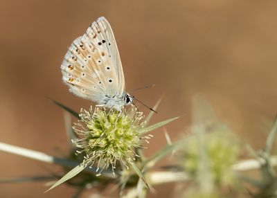 KWARTSBLAUWTJE - Lysandra albicans - SPANISH CHALK-HILL BLUE