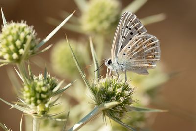 KWARTSBLAUWTJE - Lysandra albicans - SPANISH CHALK-HILL BLUE