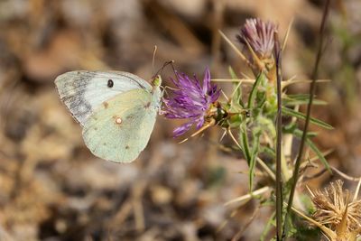ZUIDELIJKE LUZERNEVLINDER - Colias alfacariensis - BERGER'S CLOUDED YELLOW - FLUORÉ