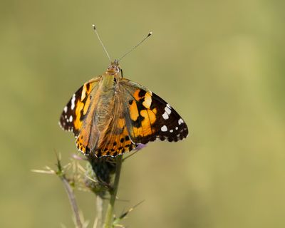 DISTELVLINDER - Vanessa cardui - PAINTED LADY -BELLE DAME