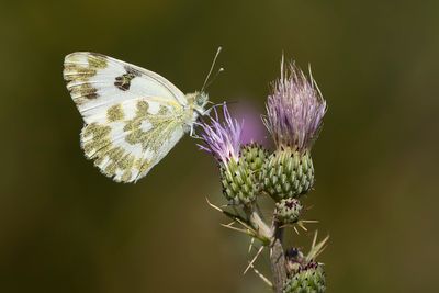 RESEDAWITJE - Pontia daplidice - BATH WHITE