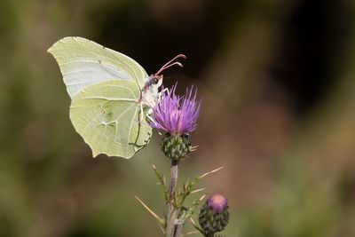CITROENVLINDER - Gonepteryx rhamni - BRIMSTONE - CITRON