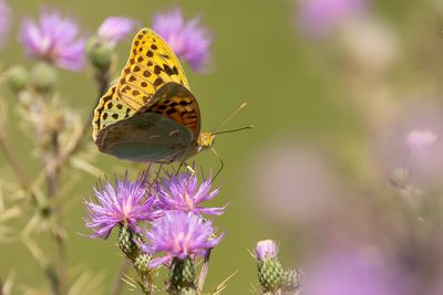 KARDINAALSMANTEL - Argynnis pandora - CARDINAL