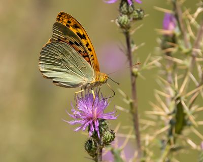 KARDINAALSMANTEL - Argynnis pandora - CARDINAL