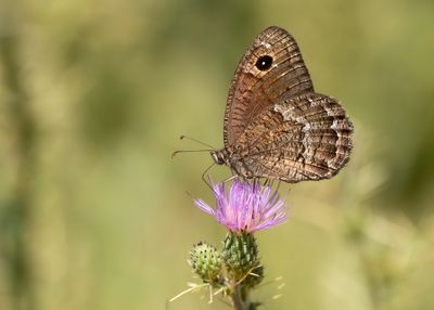 KLEINE SATERZANDOOG - Satyrus actaea - BLACK SATYR 