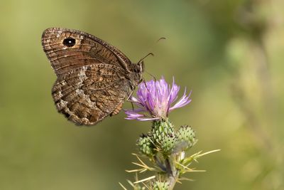 KLEINE SATERZANDOOG - Satyrus actaea - BLACK SATYR - PETITE CORONIDE