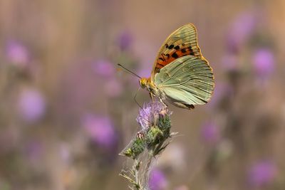 KARDINAALSMANTEL - Argynnis pandora - CARDINAL