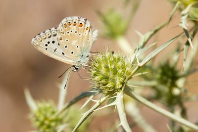 KWARTSBLAUWTJE - Lysandra albicans - SPANISH CHALK-HILL BLUE