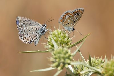 ESPARCETTEBLUWTJE - Polyommatus thersites - CHAPMAN'S BLUE