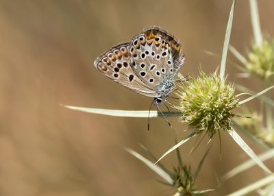 GROOT TRAGANTBLAUWTJE - Polyommatus escheri - ESCHER'S BLUE - AZURÉ D'ESCHER