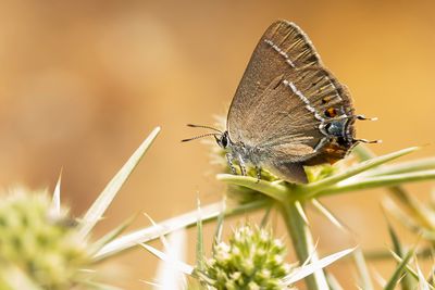 WEGEDOORNPAGE - Satyrium spini - BLUE-SPOT HAIRSTREAK - THÈCLA DES NERPRUNS