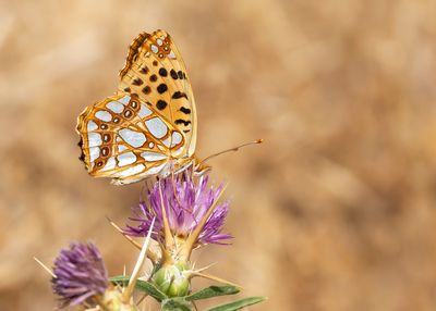 KLEINE PARELMOERVLINDER - Issoria lathonia - QUEEN OF SPAIN FRITILLARY