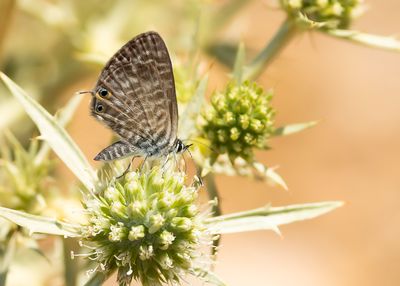 KLEIN TIJGERBLAUWTJE - Leptotes pirithous - LANG'S SHORT-TAILED BLUE