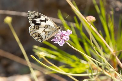 SPAANS DAMBORDJE - Melanargia lachesis - IBERIAN MARBLED WHITE
