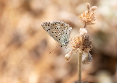 KWARTSBLAUWTJE - Lysandra albicans - SPANISH CHALK-HILL BLUE