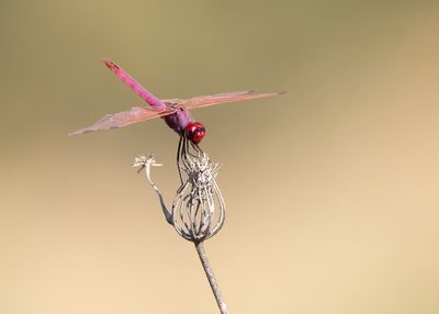 PURPERLIBEL - Trithemis annulata - VIOLET DROPWING