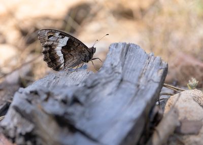 KLEINE BOSWACHTER - Hipparchia hermione - ROCK GRAYLING