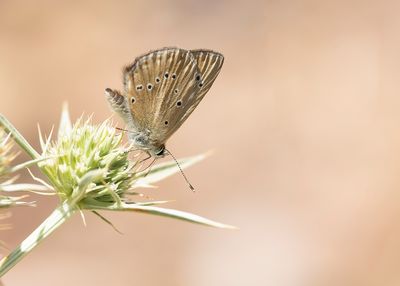 SPAANS ESPARCETTEBLAUWTJE - Polyommatus fabressei - OBERTHUR'S ANOMALOUS BLUE