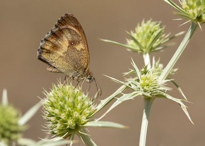 ORANJE ZANDOOGJE - Pyronia tithonus - GATEKEEPER - AMARYLLIS