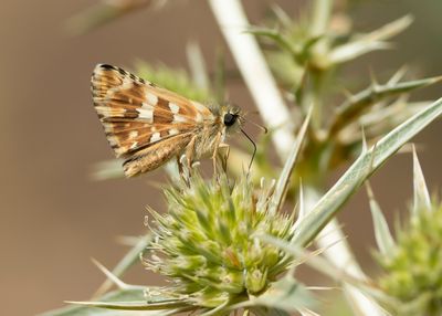 ROOD SPIKKELDIKKOPJE - Pyrgus cirsii - CINQUEFOIL SKIPPER