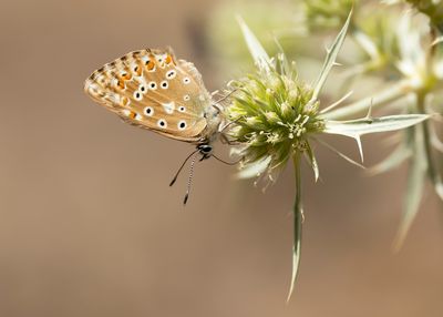SPAANS BLEEK BLAUWTJE - Lysandra caelestissima - AZUR CHALKHILL BLUE