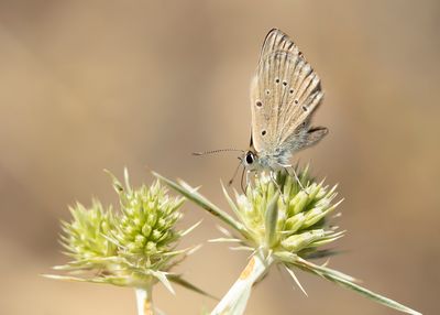 SPAANS ESPARCETTEBLAUWTJE - Polyommatus fabressei - OBERTHUR'S ANOMALOUS BLUE