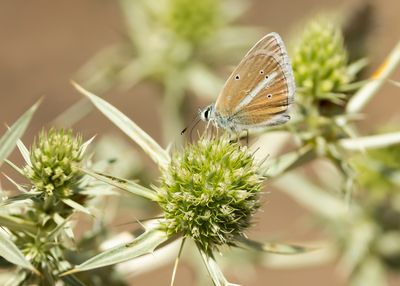 WITSTREEPBLAUWTJE - Polyommatus damon - DAMON BLUE - SABÉ DU  SAINFOIN