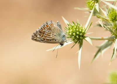 SPAANS BLEEK BLAUWTJE - Lysandra caelestissima - AZUR CHALKHILL BLUE