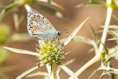 SPAANS BLEEK BLAUWTJE - Lysandra caelestissima - AZUR CHALKHILL BLUE