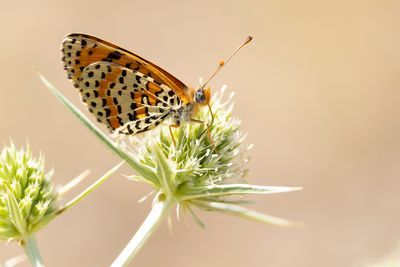 TWEEKLEURIGE PARELMOERVLINDER - Melitaea didyma - SPOTTED FRITILLARY - MÉLITÉE ORANGÉE