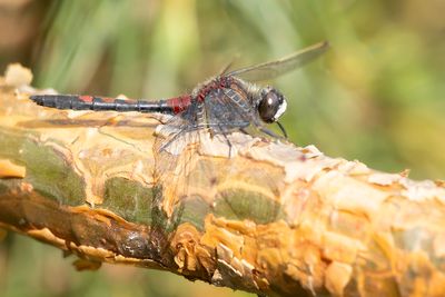 NOORDSE WITSNUITLIBEL - Leucorrhinia rubicunda - RUBY WHITEFACE