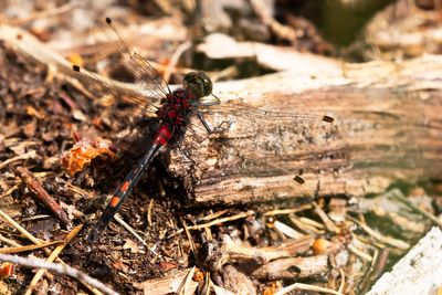 NOORDSE WITSNUITLIBEL - Leucorrhinia rubicunda - RUBY WHITEFACE