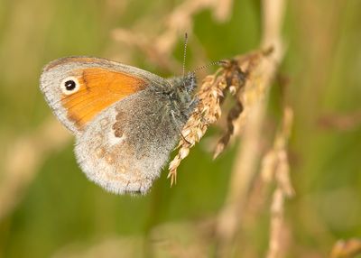 HOOIBEESTJE - Coenonympha pamphilus - SMALL HEATH