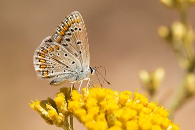 MEDITERRAAN ICARUSBLAUWTJE - Polyommatus celina - SOUTHERN BLUE