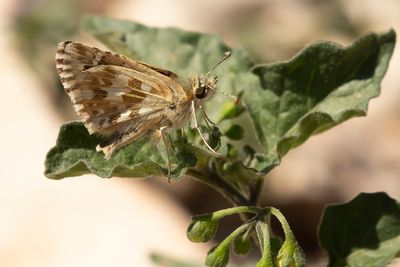 AAMBEELDSPIKKELDIKKOPJE - Pyrgus onopordi - ROSY GRIZZLED SKIPPER 