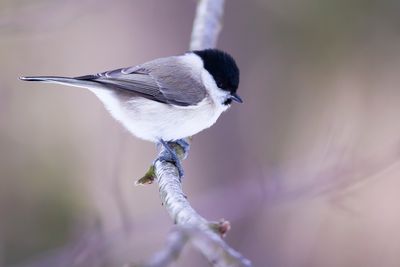 MARSH TIT - Poecile palustris - GLANSKOP