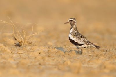 EUROPEAN GOLDEN PLOVER - Pluvialis apricaria - GOUDPLEVIER - PLUVIER DORÉ