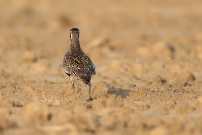 EUROPEAN GOLDEN PLOVER - Pluvialis apricaria - GOUDPLEVIER - PLUVIER DORÉ