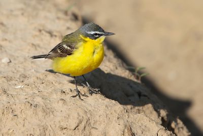 WESTERN YELLOW WAGTAIL - Motacilla flava - GELE KWIKSTAART - BERGERONETTE PRINTANIÈRE