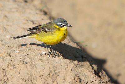 WESTERN YELLOW WAGTAIL - Motacilla flava - GELE KWIKSTAART - BERGERONETTE PRINTANIÈRE