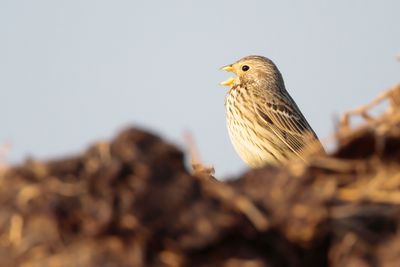 CORN BUNTING - Emberiza calandra - GRAUWE GORS