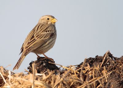 CORN BUNTING - Emberiza calandra - GRAUWE GORS - BRUANT PROYER