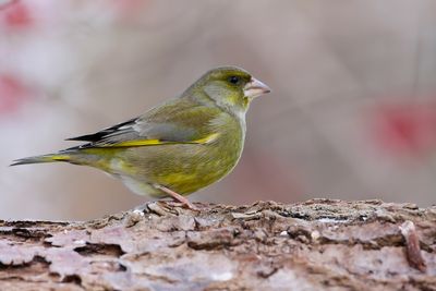 EUROPEAN GREENFINCH - Chloris chloris - GROENLING