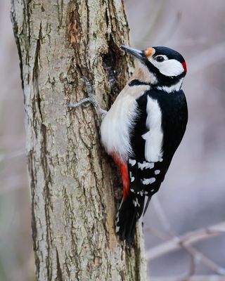 _MG_2409.jpg