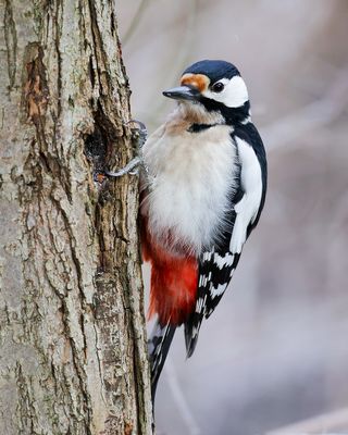 _MG_2450.jpg