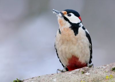 GREAT SPOTTED WOODPECKER - Dendrocopos major - GROTE BONTE SPECHT