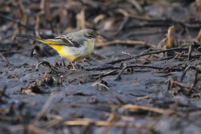 GREY WAGTAIL - Motacilla cinerea - GROTE GELE KWIKSTAART- BERGERONETTE DES RUISSEAUX